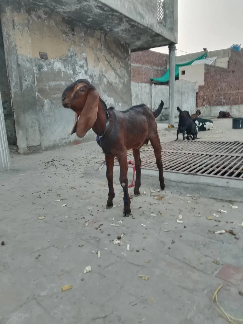 eik bari bakri hai or 2 pathy hai — photo 3