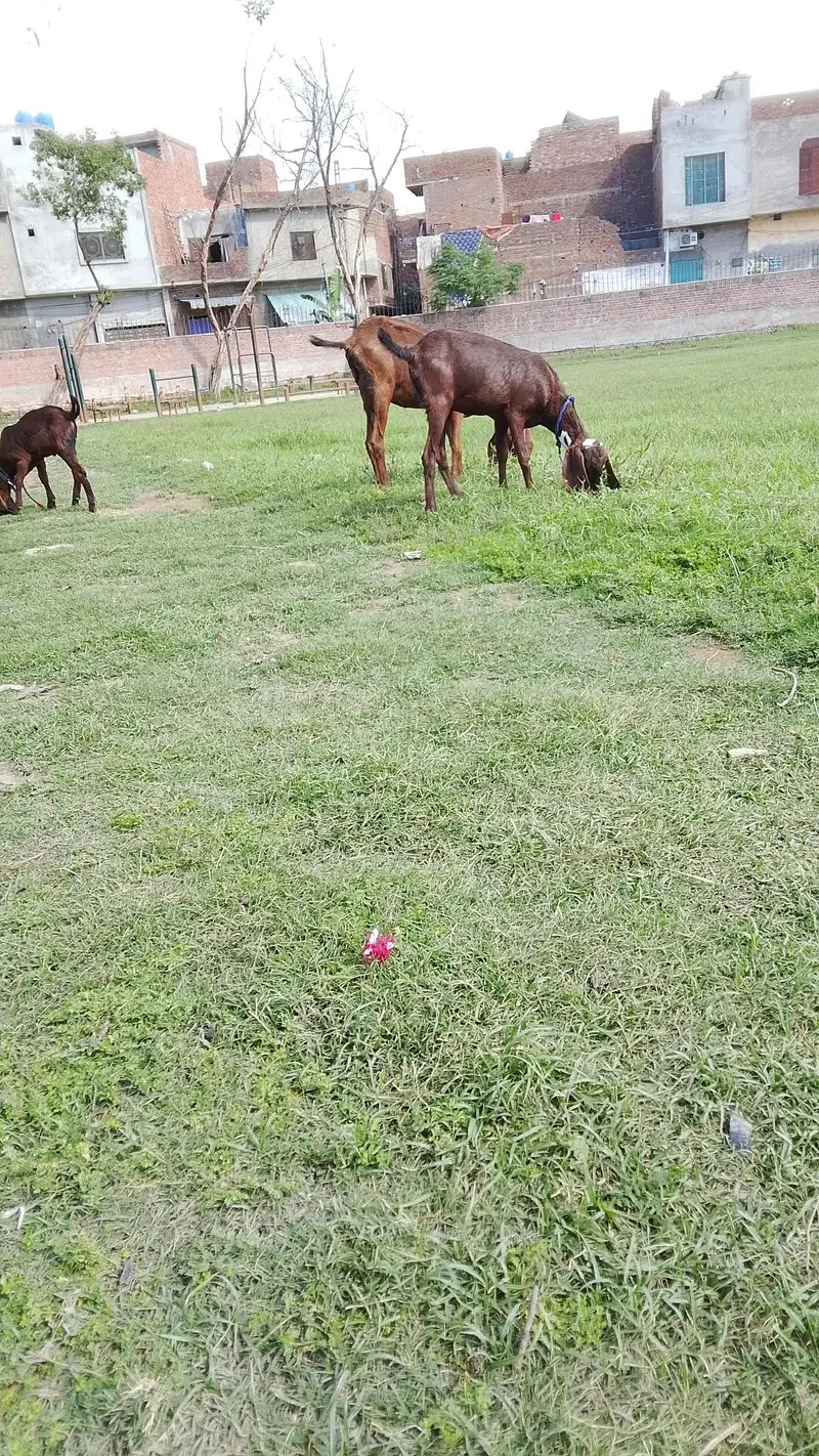eik bari bakri hai or 2 pathy hai — photo 4