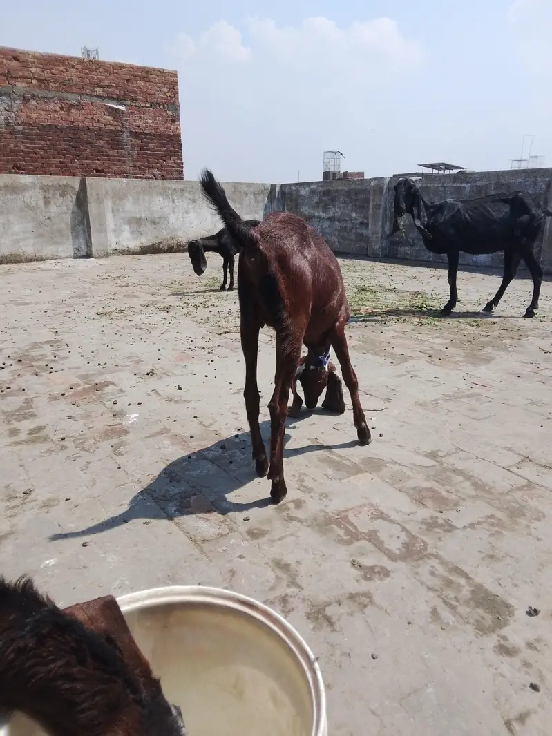 eik bari bakri hai or 2 pathy hai — photo 5