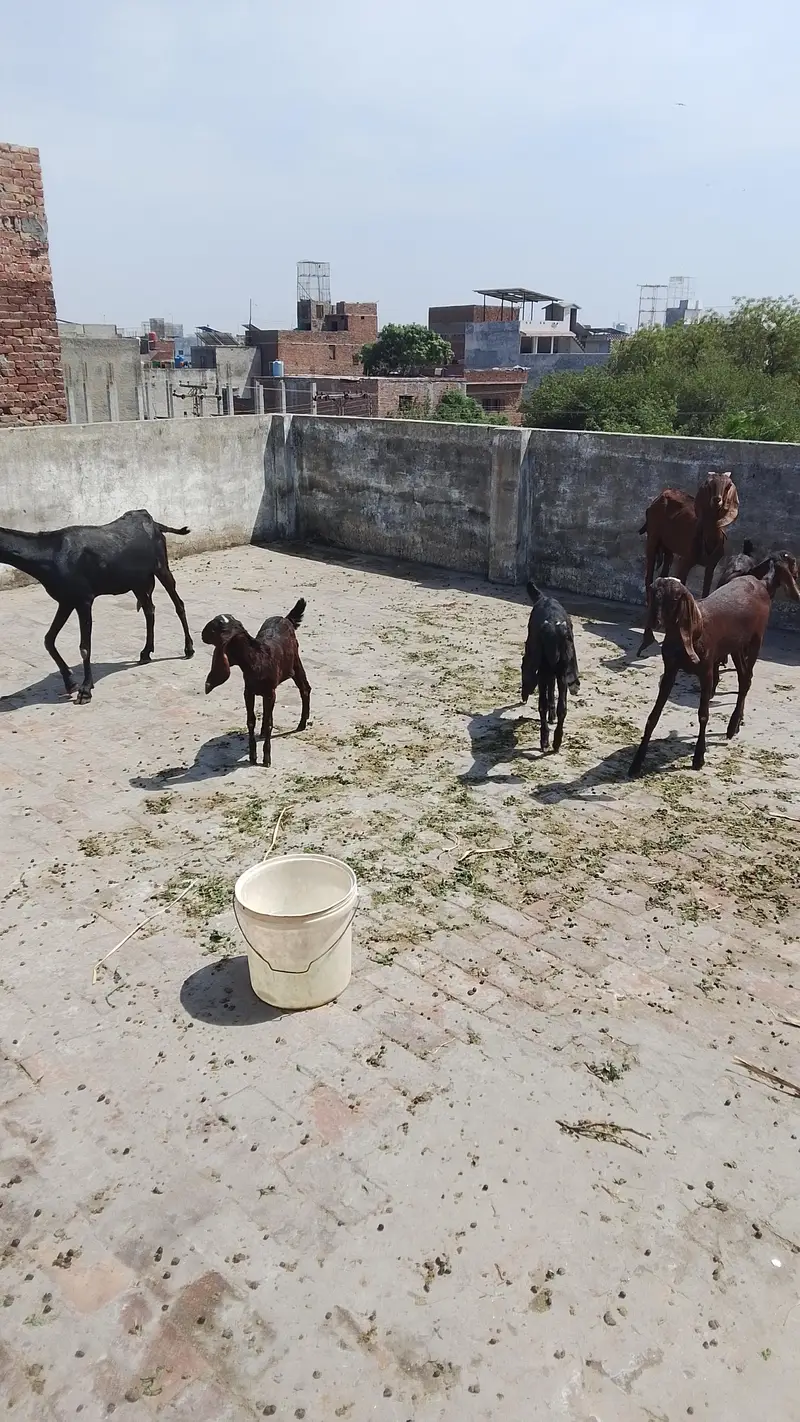 eik bari bakri hai or 2 pathy hai — photo 6