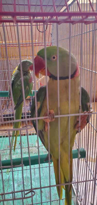 assalamualaikum For sale Parrot Breeding Pair urgent sale
