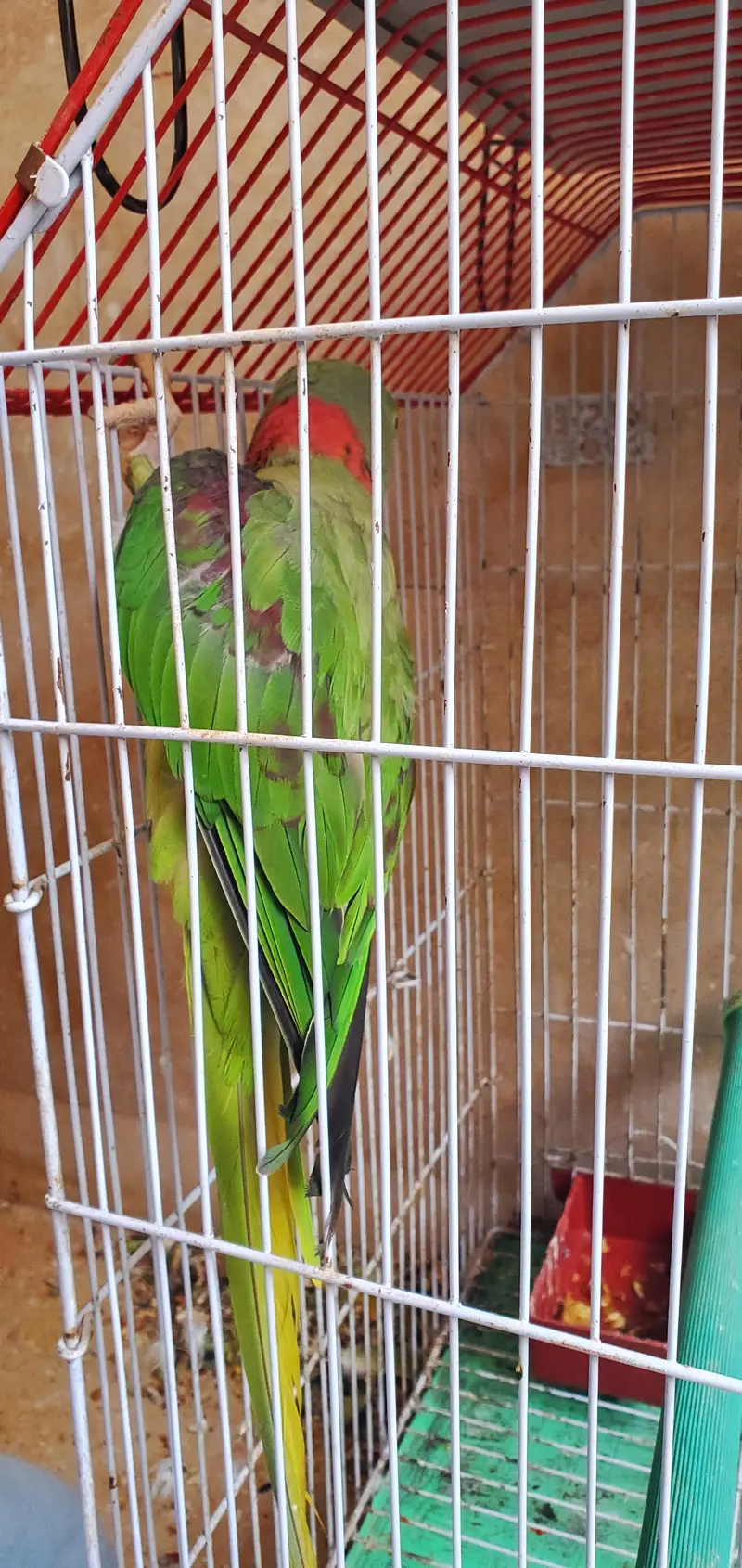 assalamualaikum For sale Parrot Breeding Pair urgent sale — photo 2