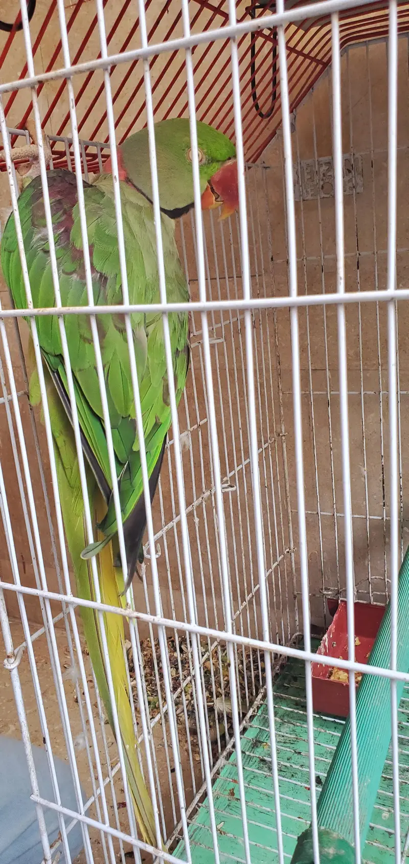 assalamualaikum For sale Parrot Breeding Pair urgent sale — photo 3