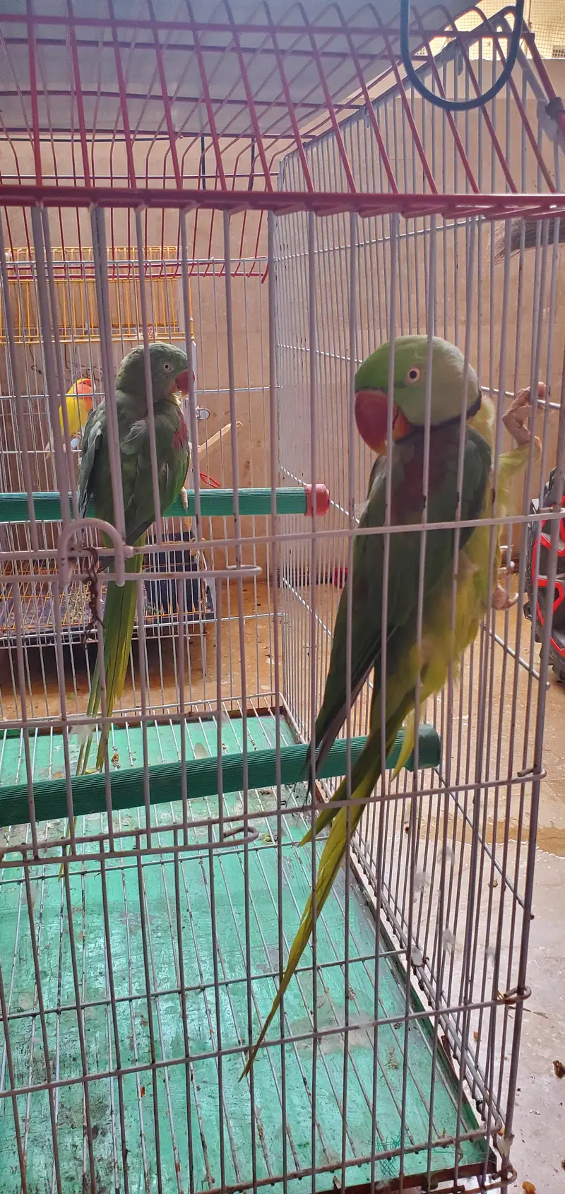 assalamualaikum For sale Parrot Breeding Pair urgent sale — photo 4