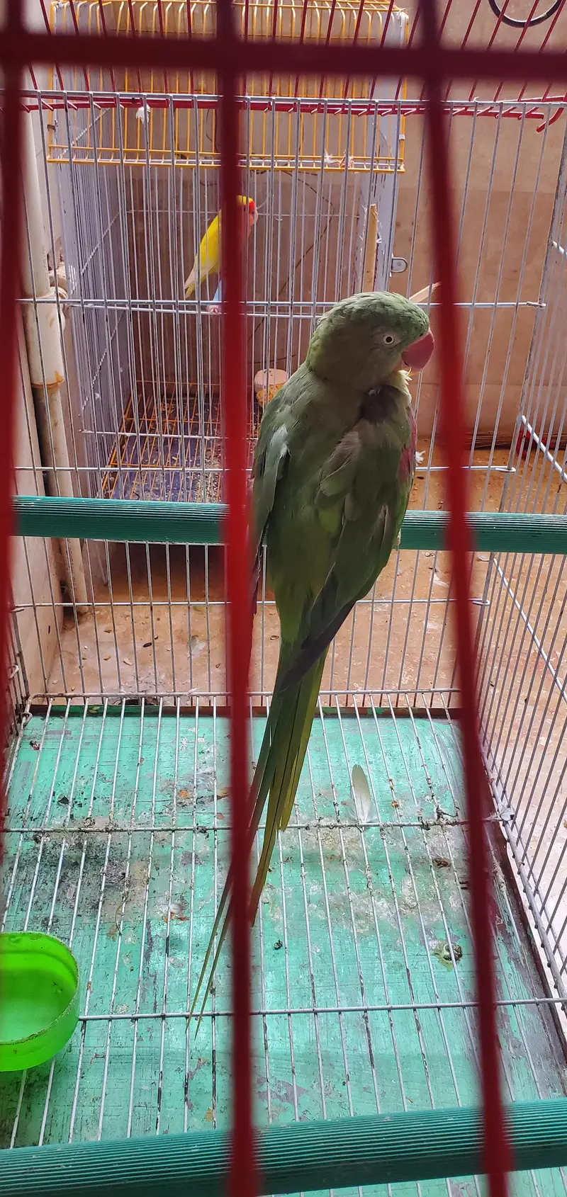 assalamualaikum For sale Parrot Breeding Pair urgent sale — photo 5