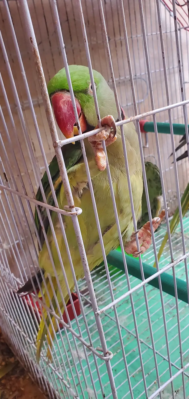 assalamualaikum For sale Parrot Breeding Pair urgent sale — photo 6