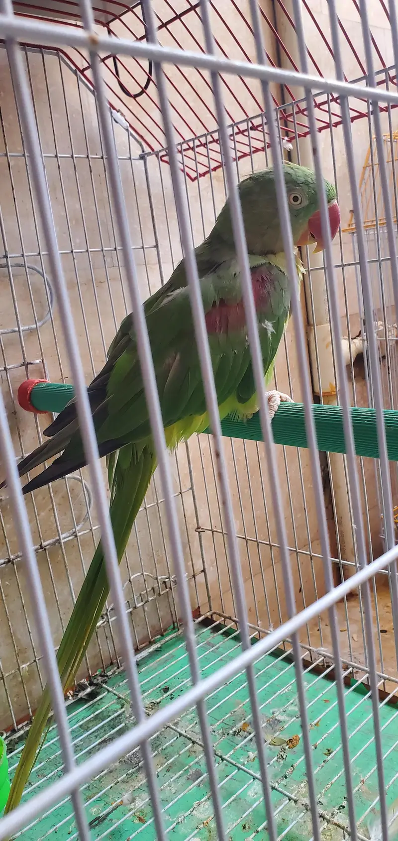 assalamualaikum For sale Parrot Breeding Pair urgent sale — photo 7