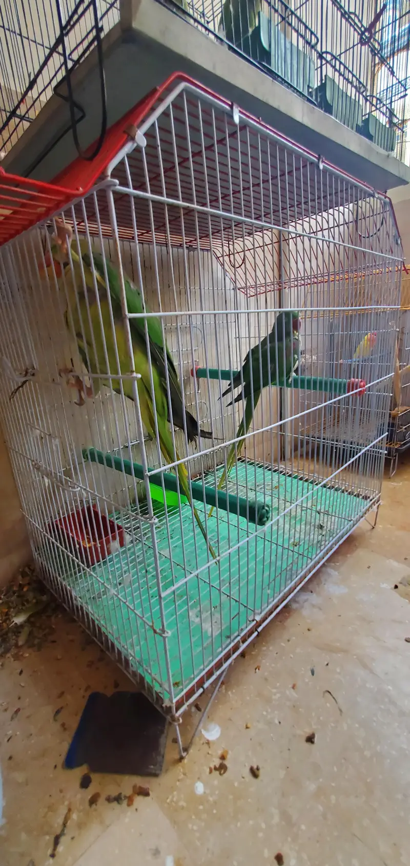 assalamualaikum For sale Parrot Breeding Pair urgent sale — photo 8