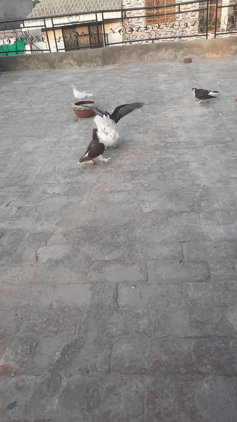 Sherazi — photo 4