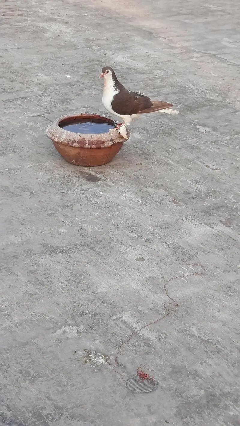 Sherazi — photo 5