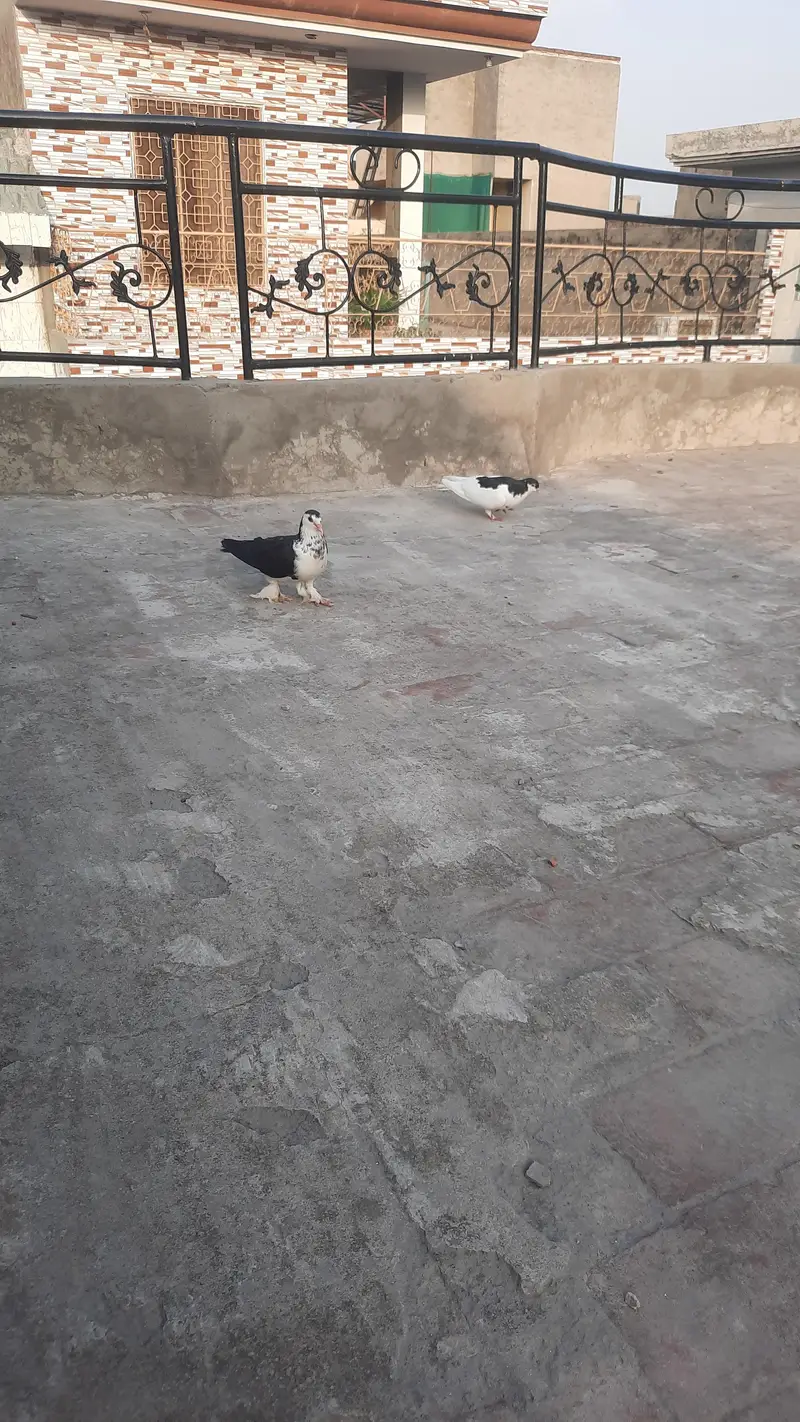 Sherazi — photo 10