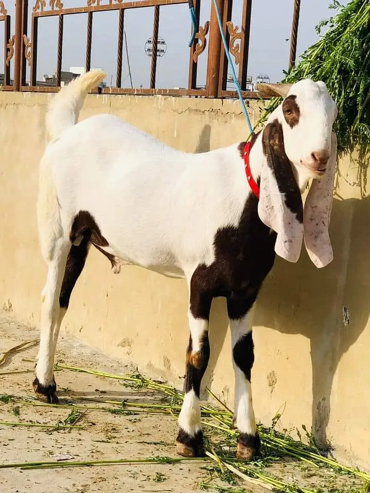 Rajanpuri bakra urgent sale 03467974564