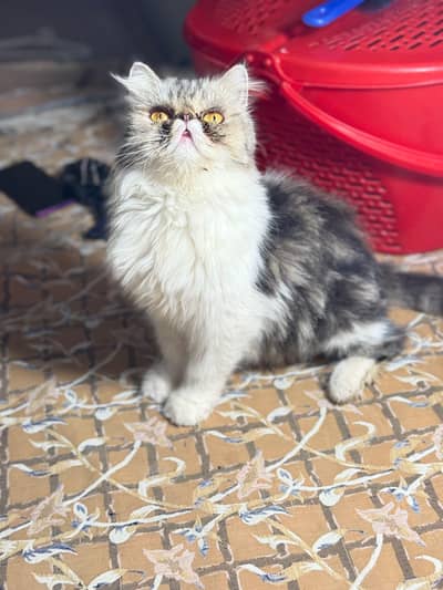 heavy quality female available