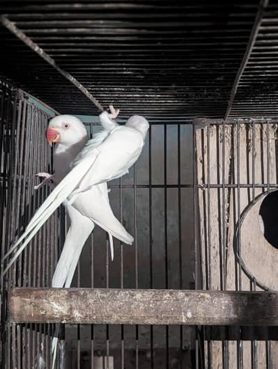 white unique Ringneck