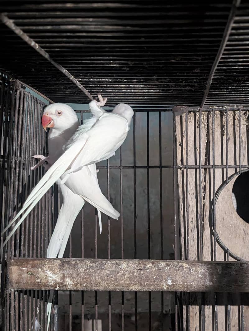white unique Ringneck 0