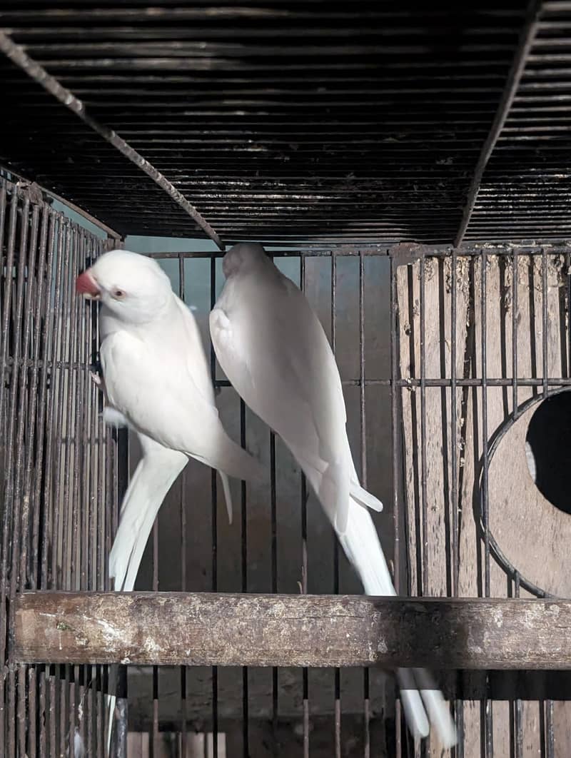 white unique Ringneck 1