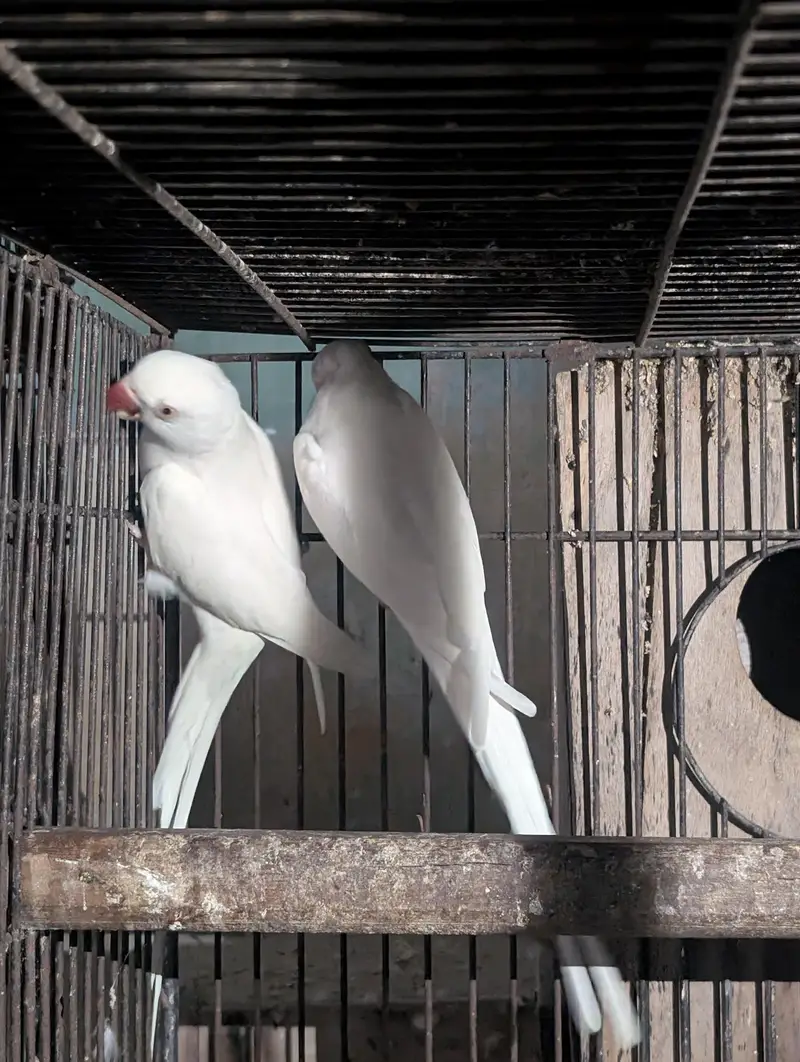 white unique Ringneck — photo 2
