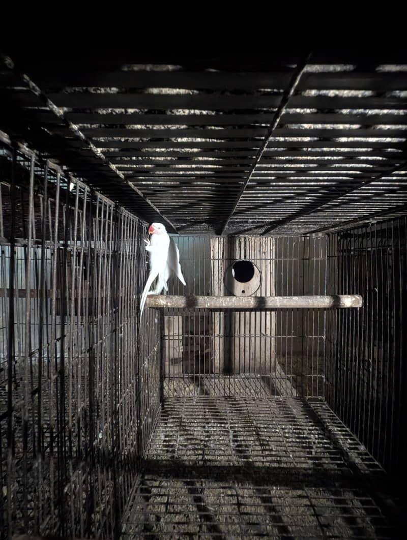 white unique Ringneck 2