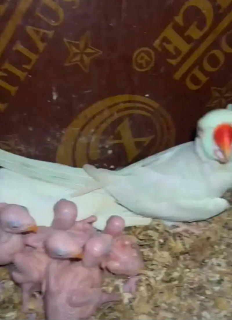 white unique Ringneck — photo 4
