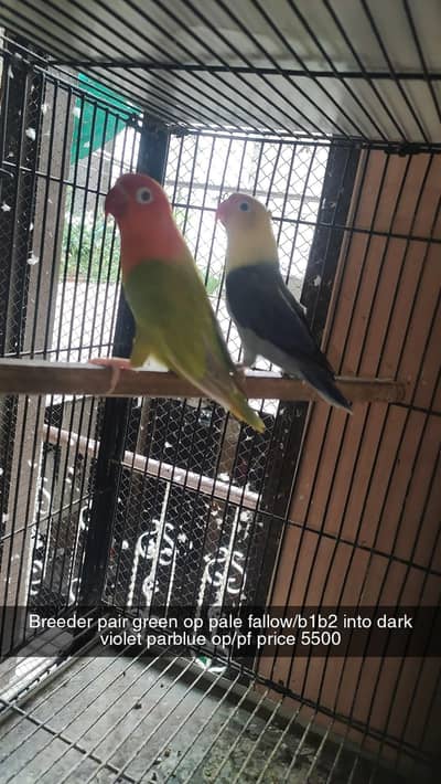 love birds pair for sale in Faisalabad