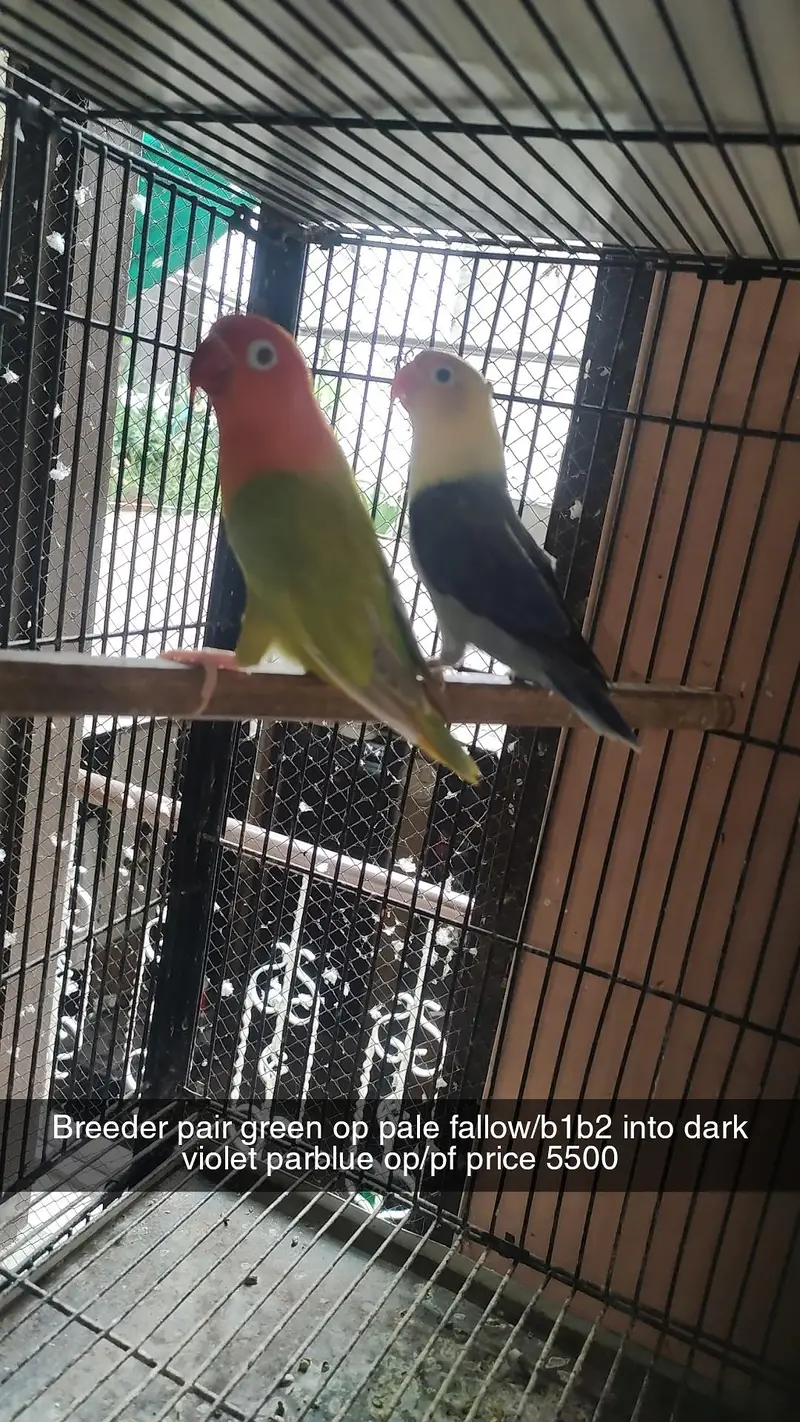 love birds pair for sale in Faisalabad