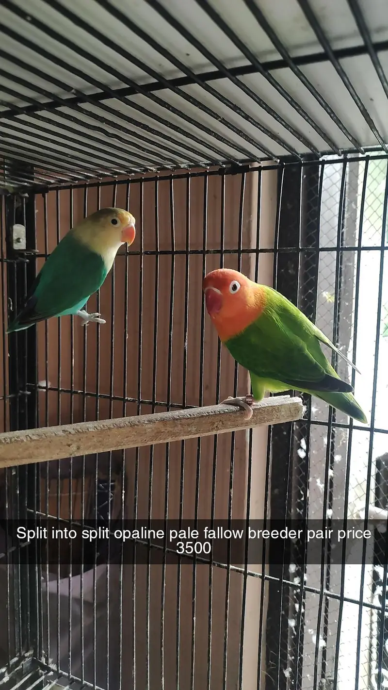 love birds pair for sale in Faisalabad — photo 2