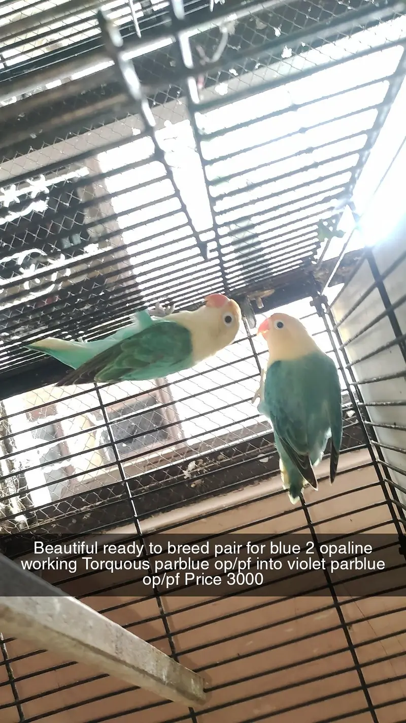 love birds pair for sale in Faisalabad — photo 3