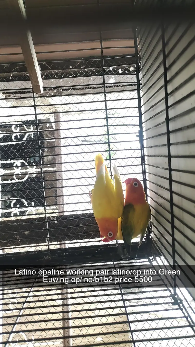 love birds pair for sale in Faisalabad — photo 4