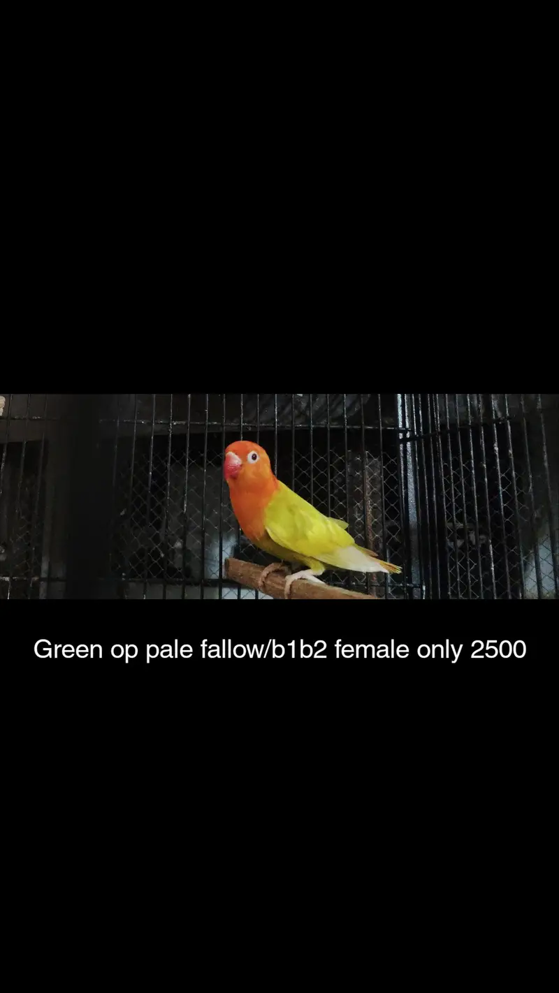 love birds pair for sale in Faisalabad — photo 5