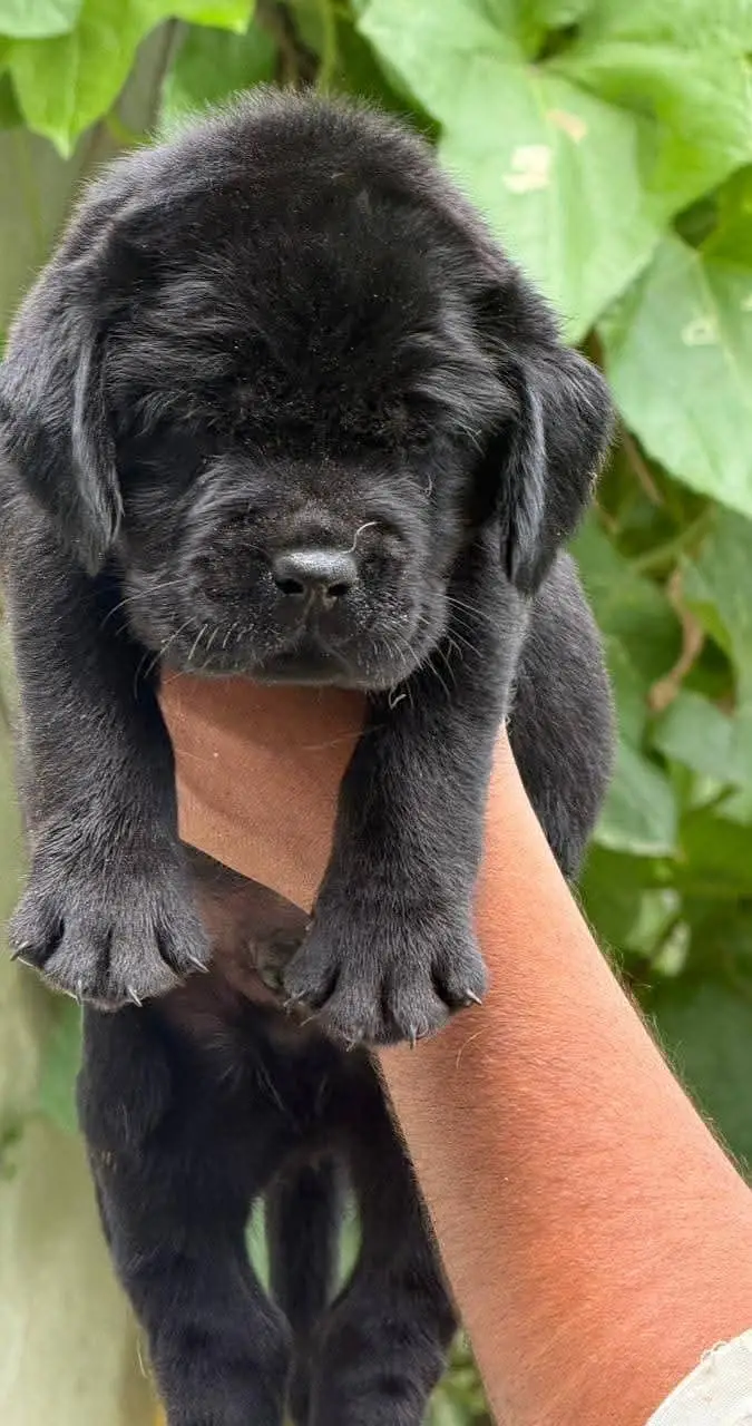 Labrador Pure Breed