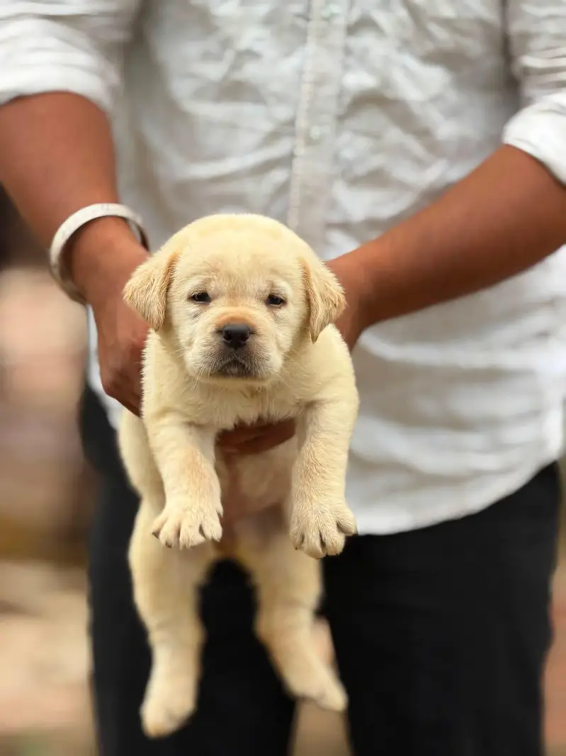 Labrador Pure Breed — photo 2