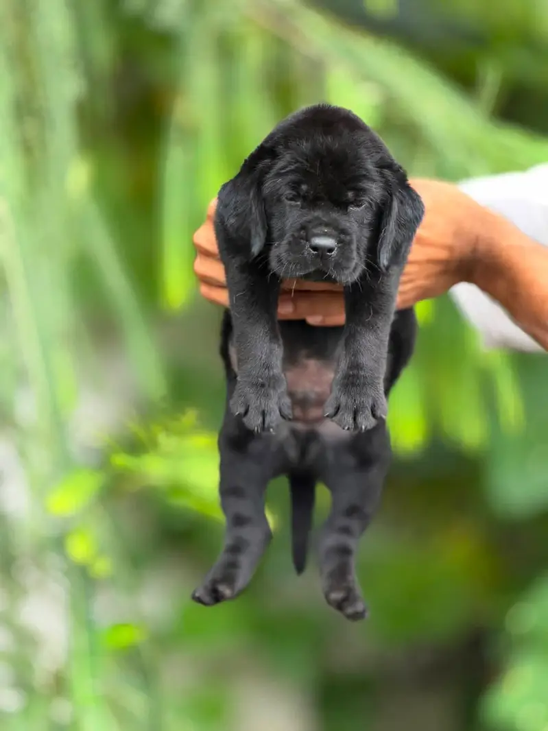 Labrador Pure Breed — photo 3