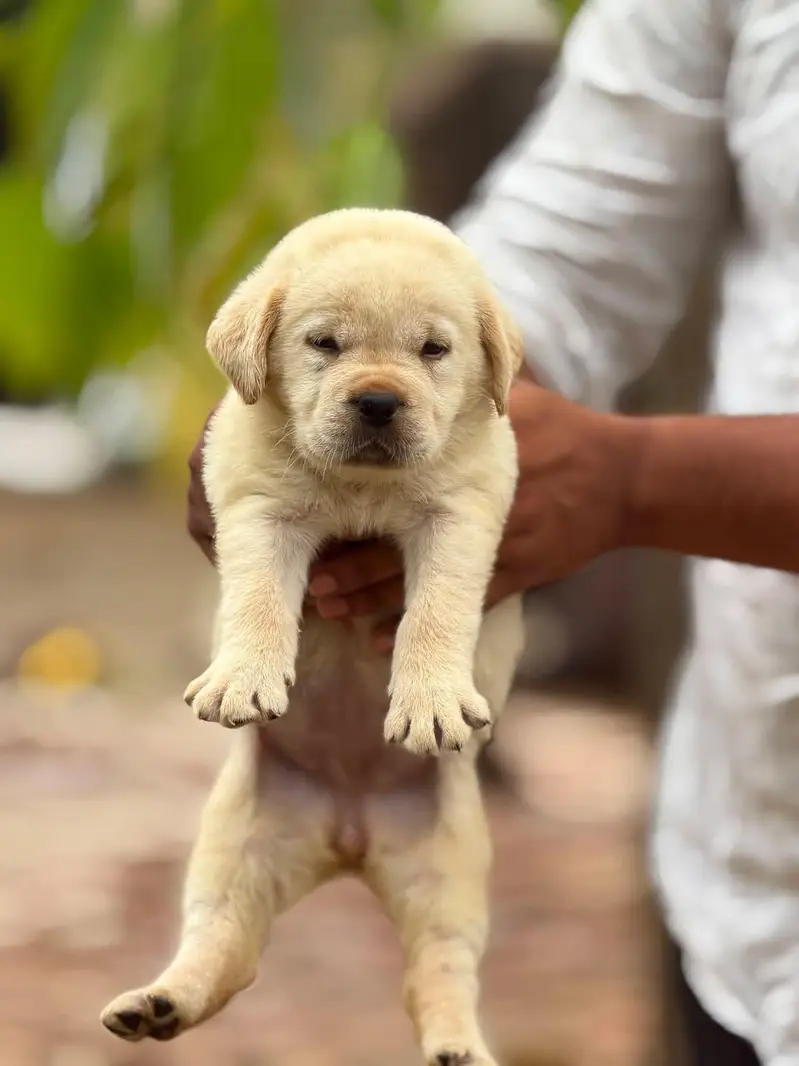 Labrador Pure Breed — photo 4