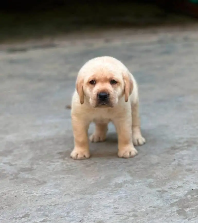 Labrador Pure Breed — photo 5