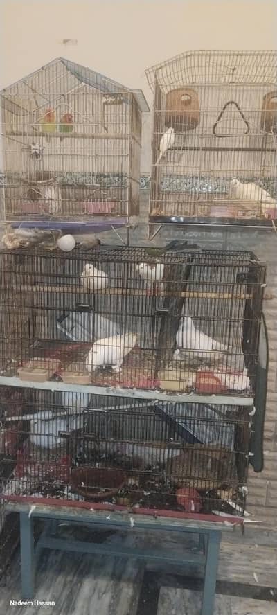 Pegons Parrots with Cages