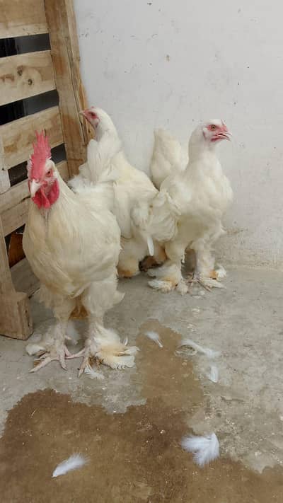White Heavy Buff Breeder Trio – 2 Females + 1 Male