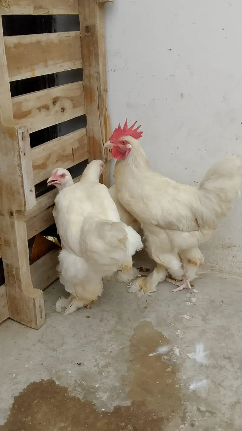 White Heavy Buff Breeder Trio – 2 Females + 1 Male — photo 2