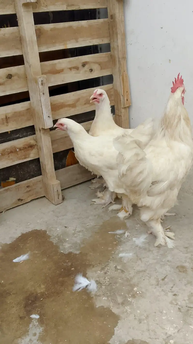 White Heavy Buff Breeder Trio – 2 Females + 1 Male — photo 3