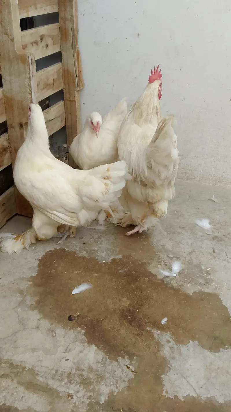 White Heavy Buff Breeder Trio – 2 Females + 1 Male — photo 4