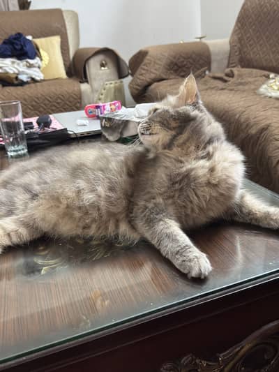 Cat for sell
