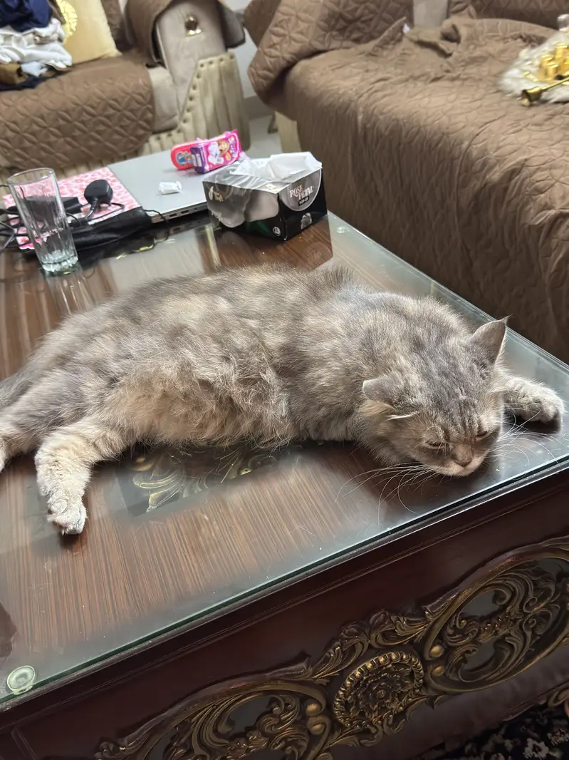 Cat for sell — photo 2