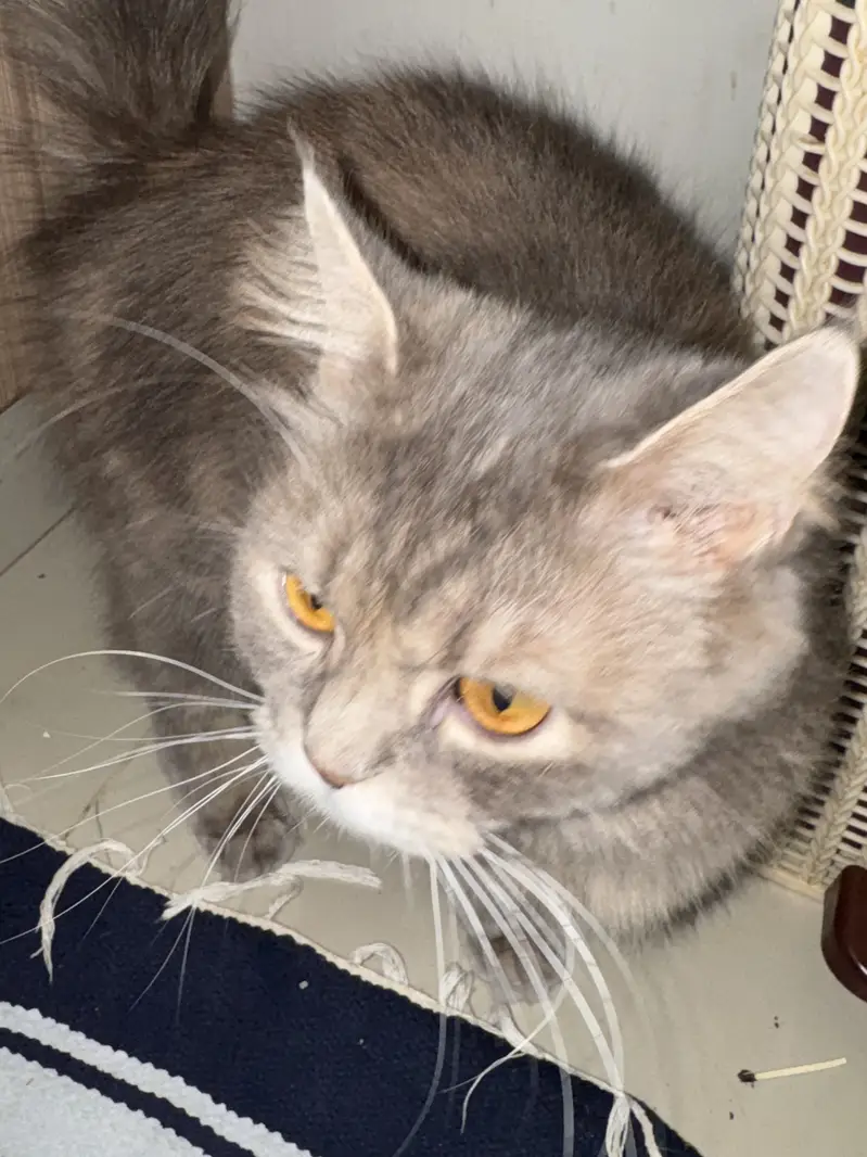 Cat for sell — photo 3