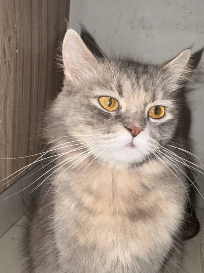 Cat for sell 3