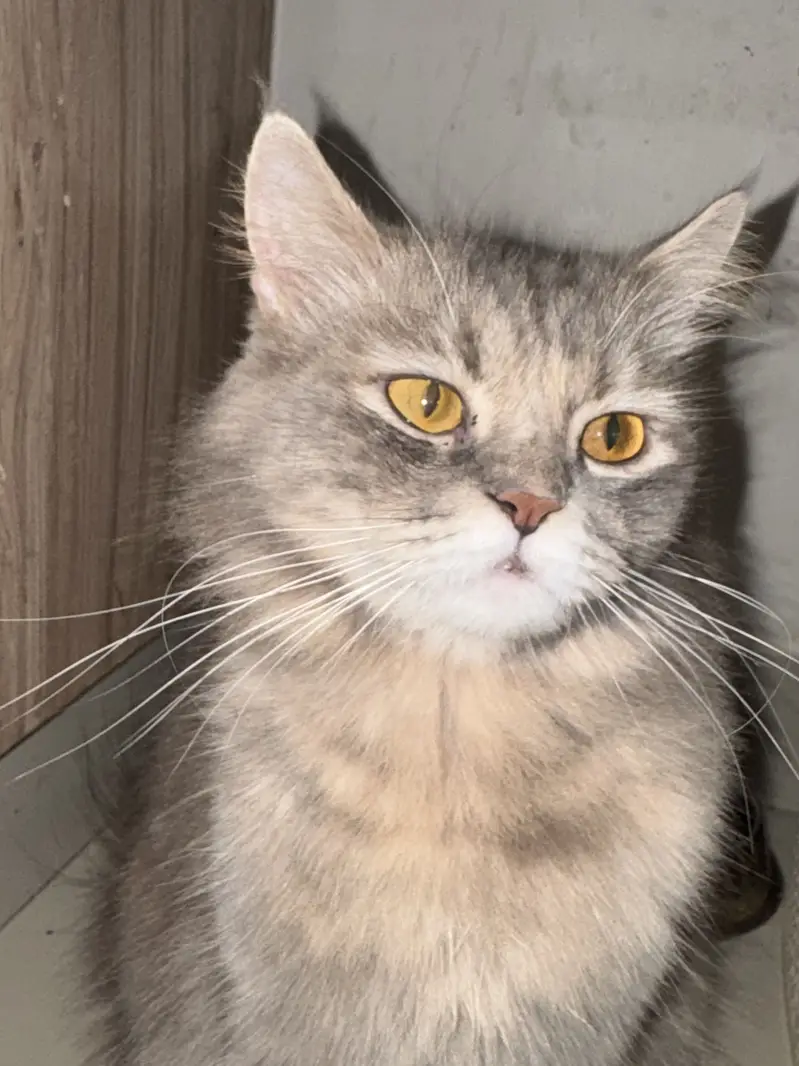 Cat for sell — photo 4