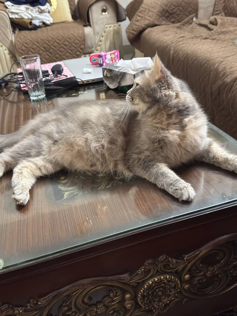 Cat for sell 4