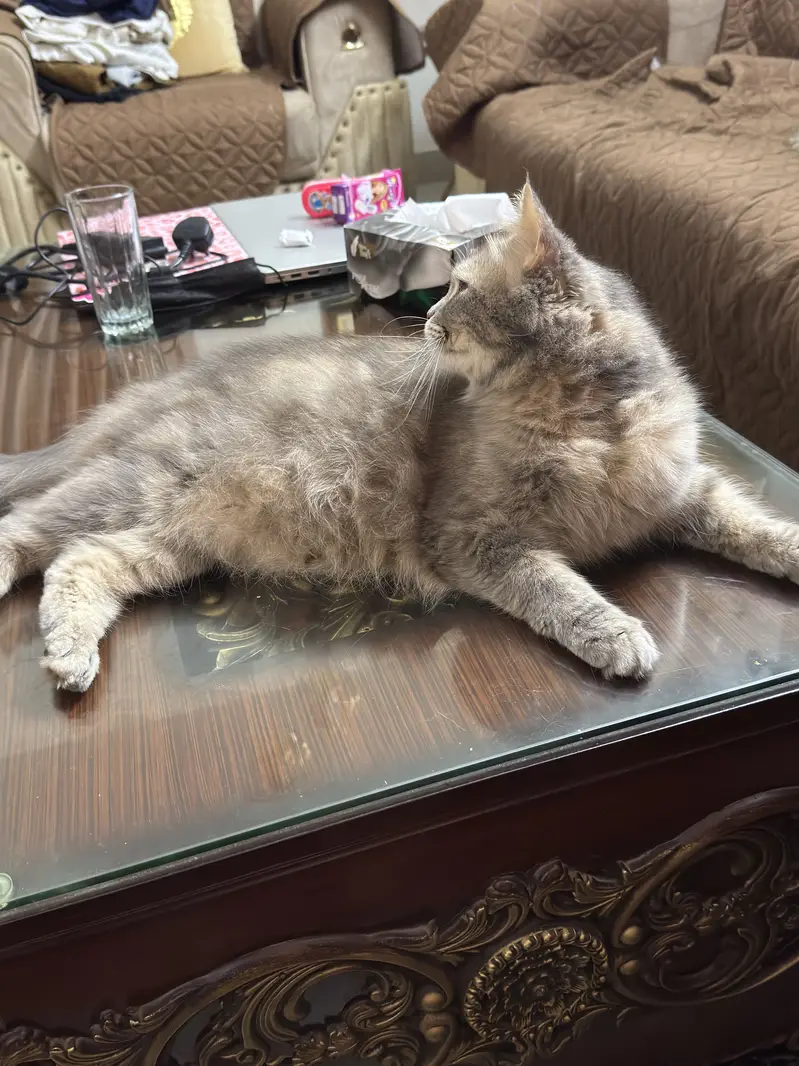 Cat for sell — photo 5