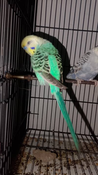 Budgies jawa Finch cocktails All birds available
