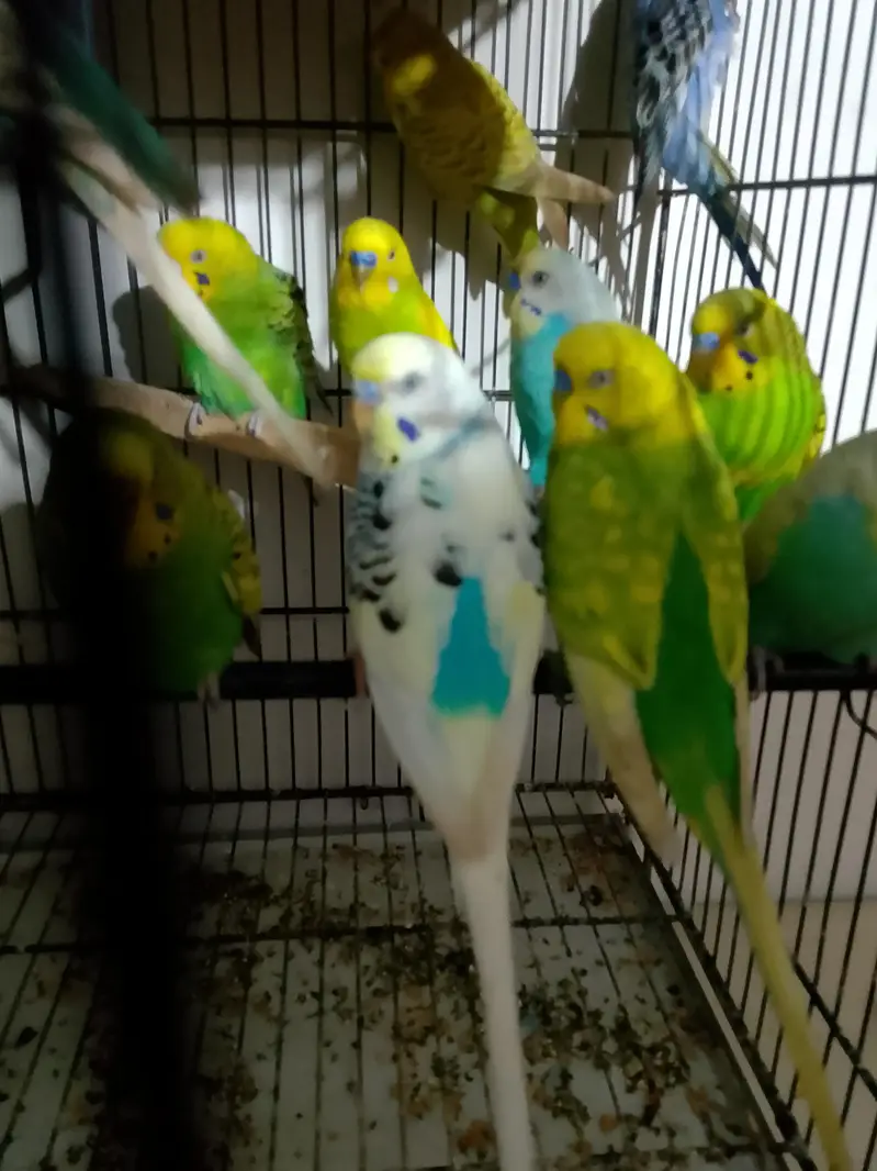 Budgies jawa Finch cocktails All birds available — photo 2