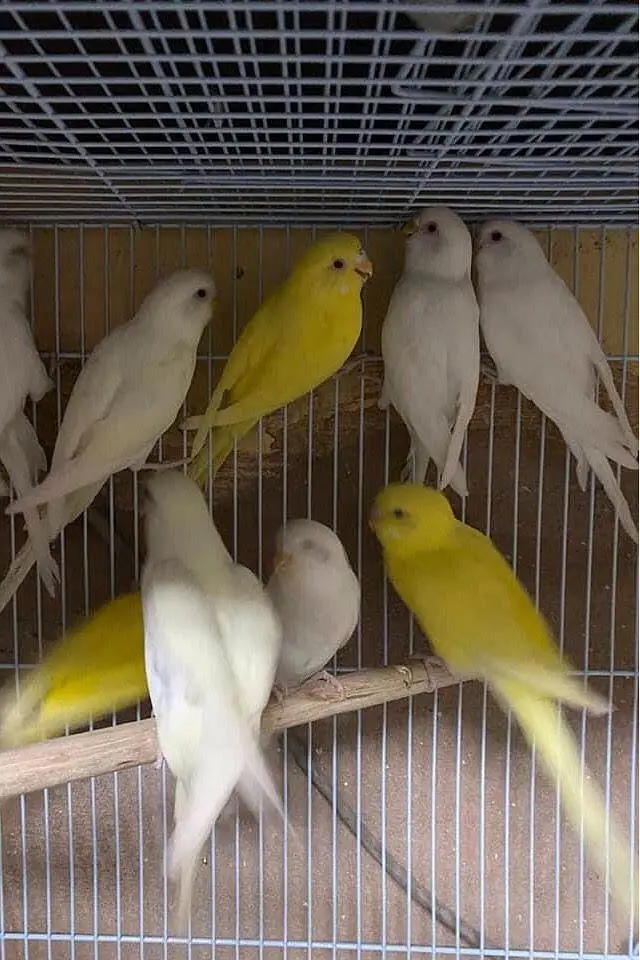 Budgies jawa Finch cocktails All birds available — photo 3
