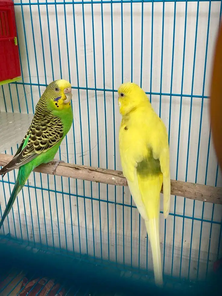 Budgies jawa Finch cocktails All birds available — photo 4